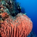 sponge_barrel_jg_v_0705_png0820.jpg